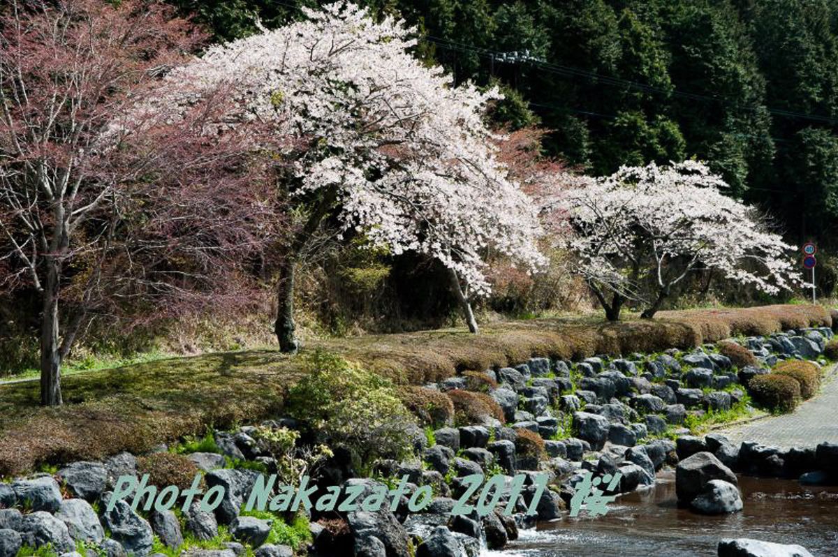 田貫湖の桜